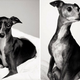 Illustration for article titled A Beautiful Photo Project: The Passage Of Time Through Dogs